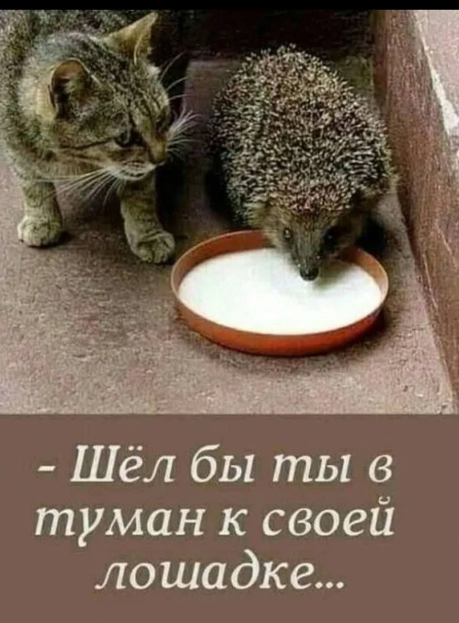 Шёл бы ты в туман к своей лошадке