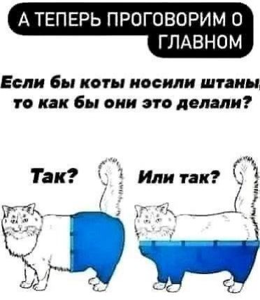 А ТЕПЕРЬ ПРОГОВОРИМ О ГЛАВНОМ Если бы коты носили штаны то как бы они это делали