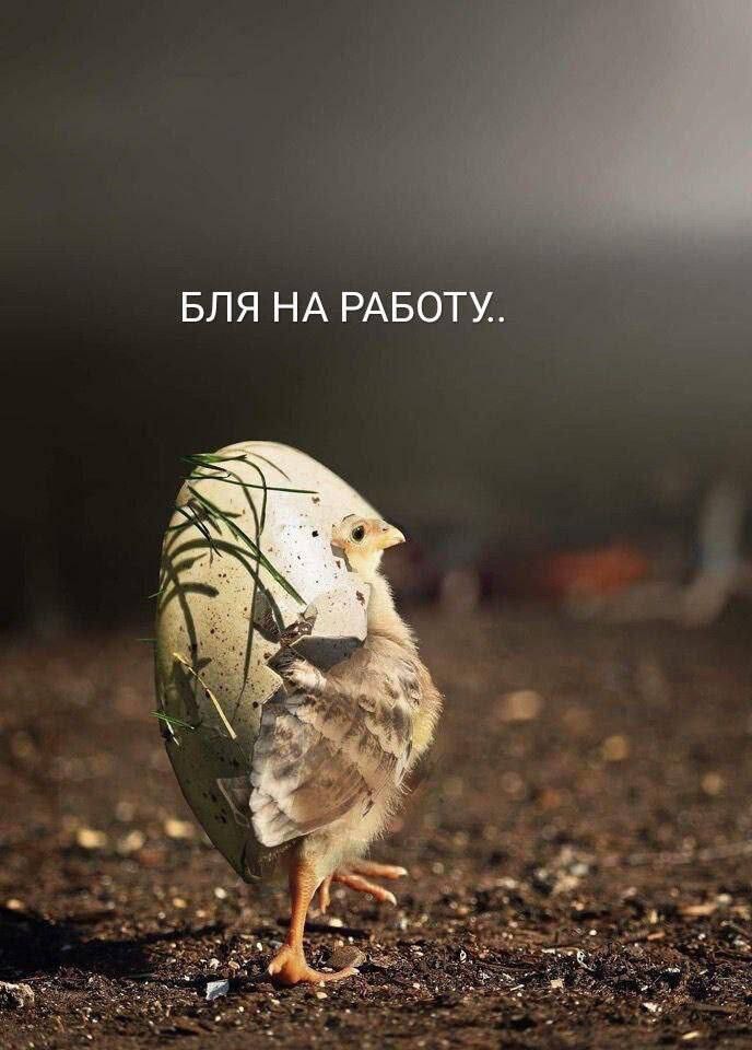 БЛЯ НА РАБОТУ