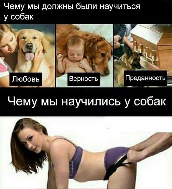 Чему мы должны были научиться у собак