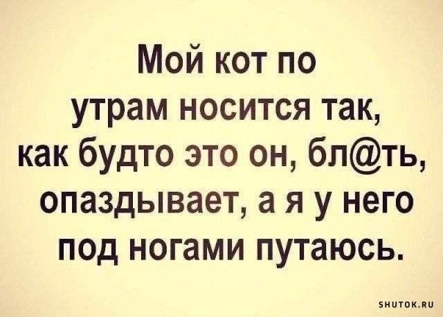 Мой кот по утрам носится так как будто это он блть опаздывает а я у него под ногами путаюсь внотокли