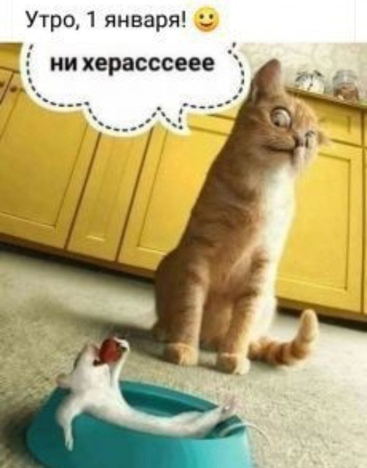 Утро 1 января нихерасссеее