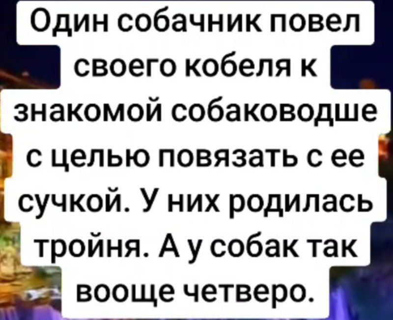 Один собачник повел ъ своего кобеля к знакомой собаководше с целью повязать с ее Ьсучкои У них родилась троиня Аусобак так в четверо ай вооще четверо