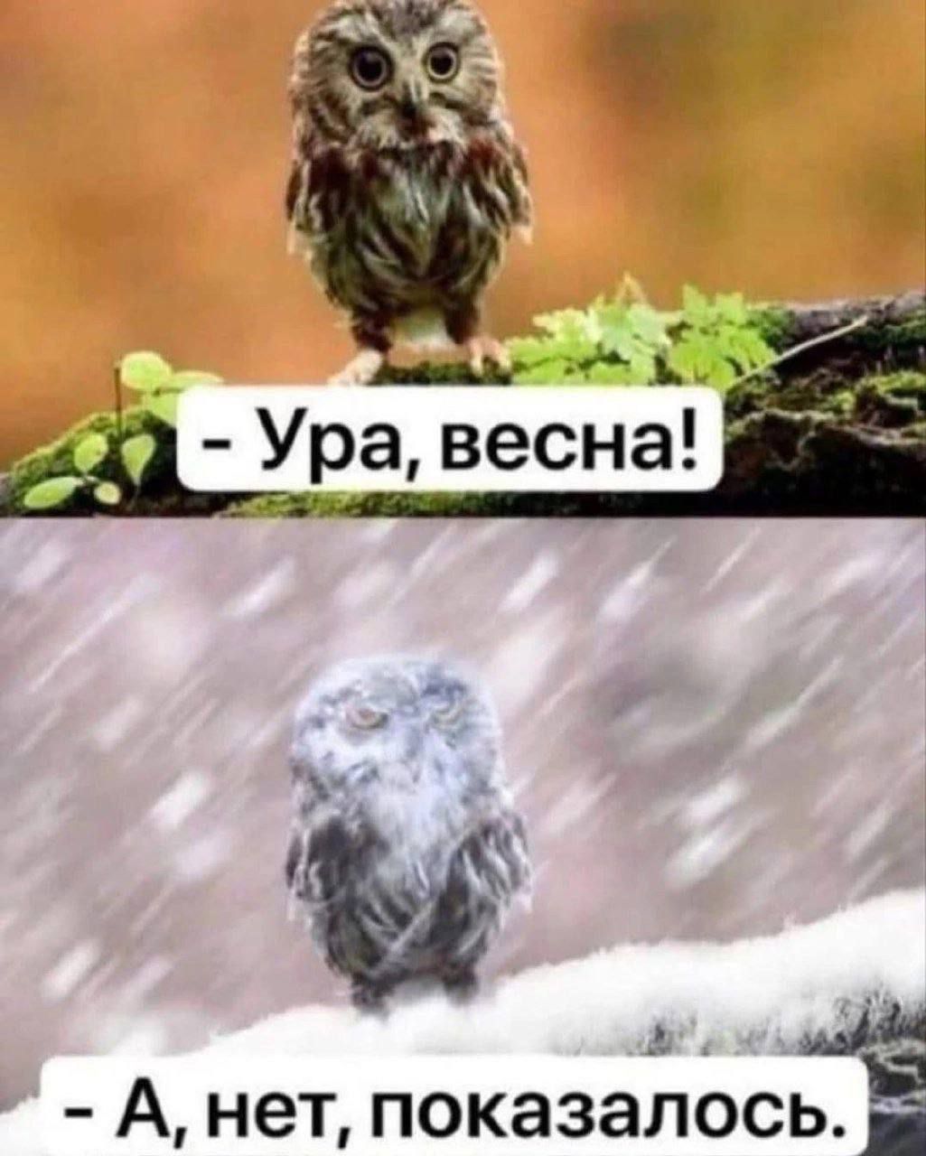 - Ура, весна!
- А, нет, показалось.