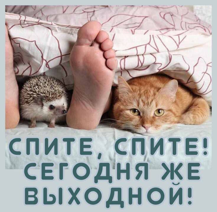 СПИТЕ, СПИТЕ! СЕГОДНЯ ЖЕ ВЫХОДНОЙ!