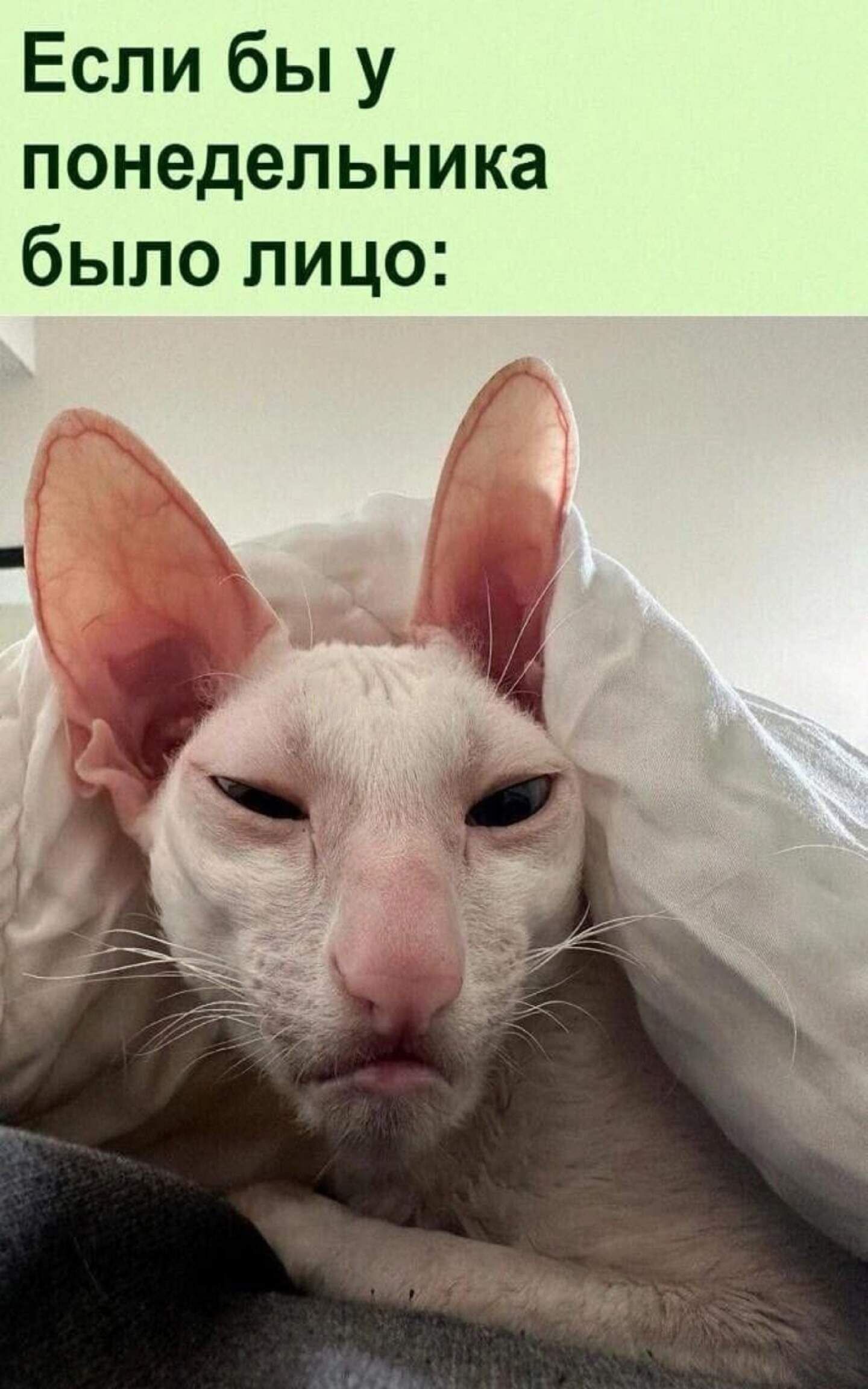 Если бы у понедельника было лицо: