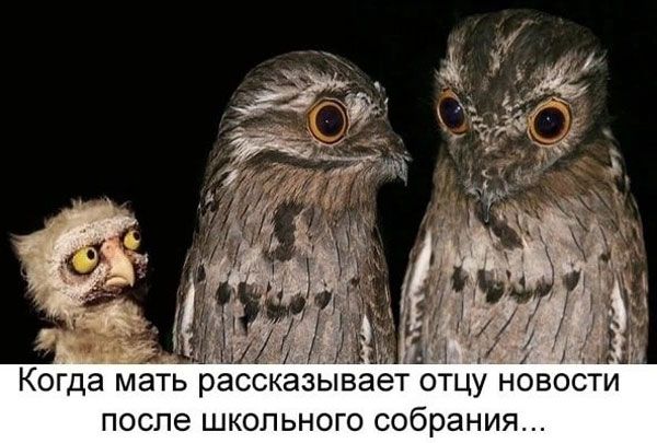 Когда мать рассказывает отцу новости после школьного собрания...