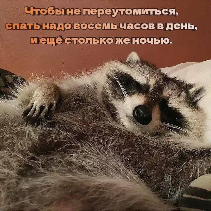 Чтобы не переутомиться, спать надо восемь часов в день, и ещё столько же ночью.