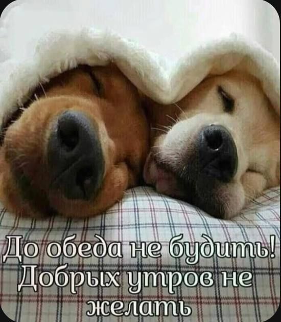 До обеда не будем! Добрых утров не желать