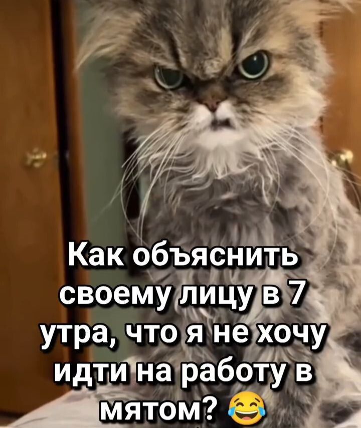 Как объяснить своему лицу в 7 утра, что я не хочу идти на работу в мятом?