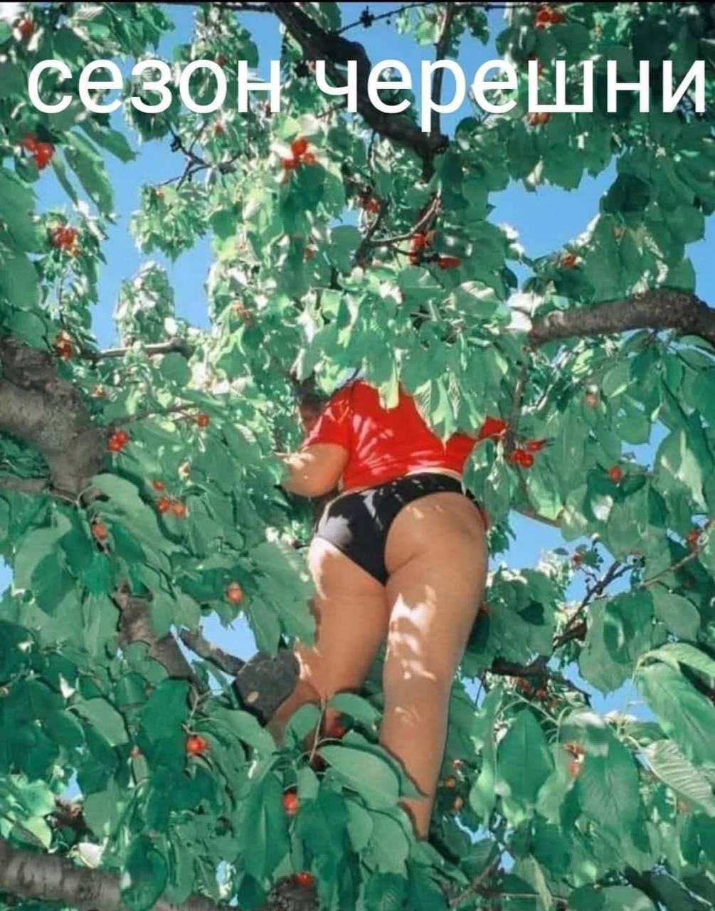 сезон черешни