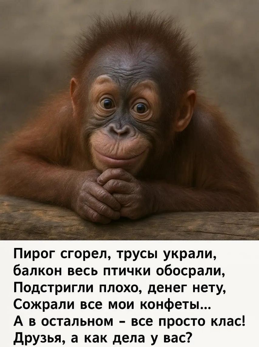 Пирог сгорел, трусы украли, балкон весь птички обосрали, Подстригли плохо, денег нету, Сожрали все мои конфеты... А в остальном – всё просто клас! Друзья, а как дела у вас?