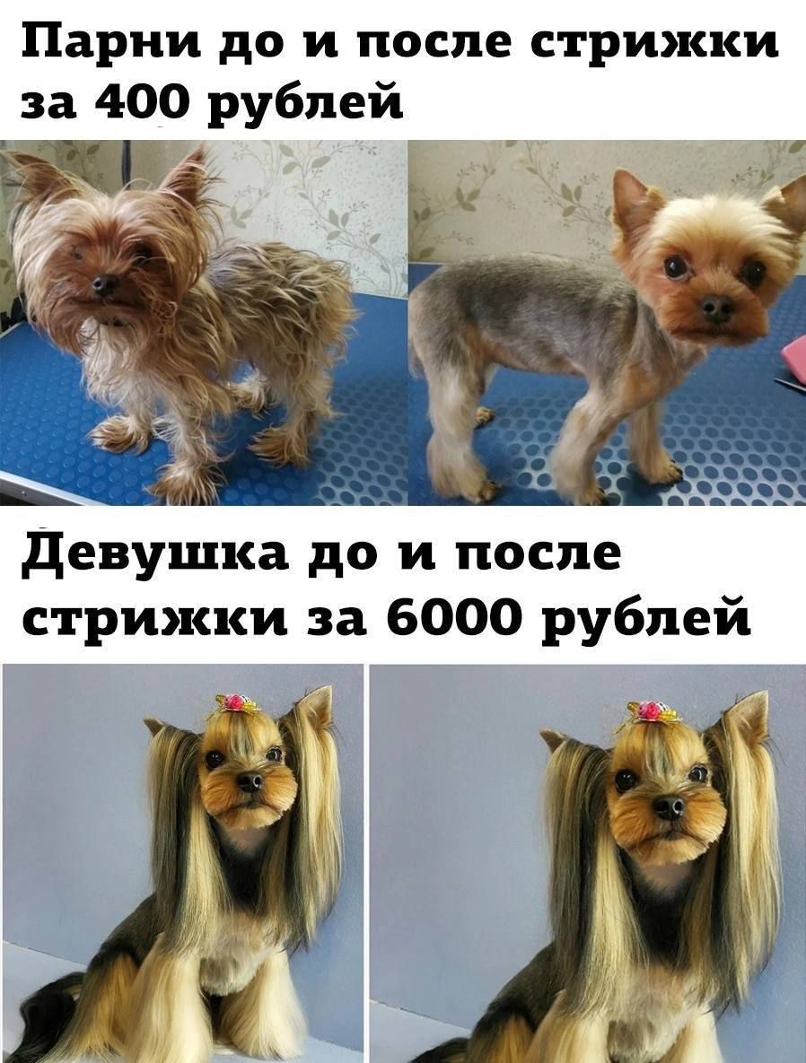 Парни до и после стрижки за 400 рублей
Девушка до и после стрижки за 6000 рублей