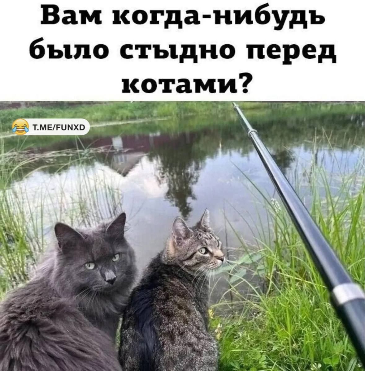 Вам когда-нибудь было стыдно перед котами?