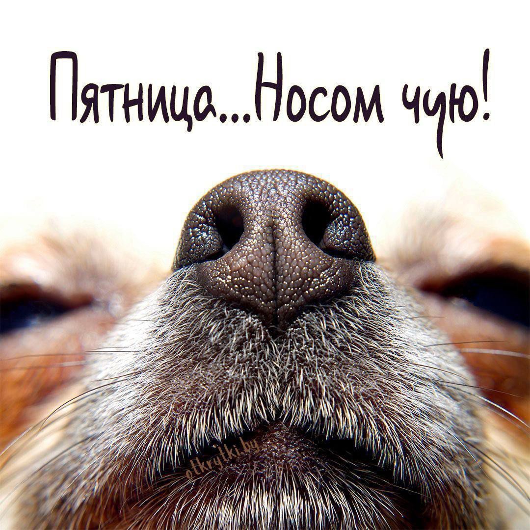Пятница...Носом чью!