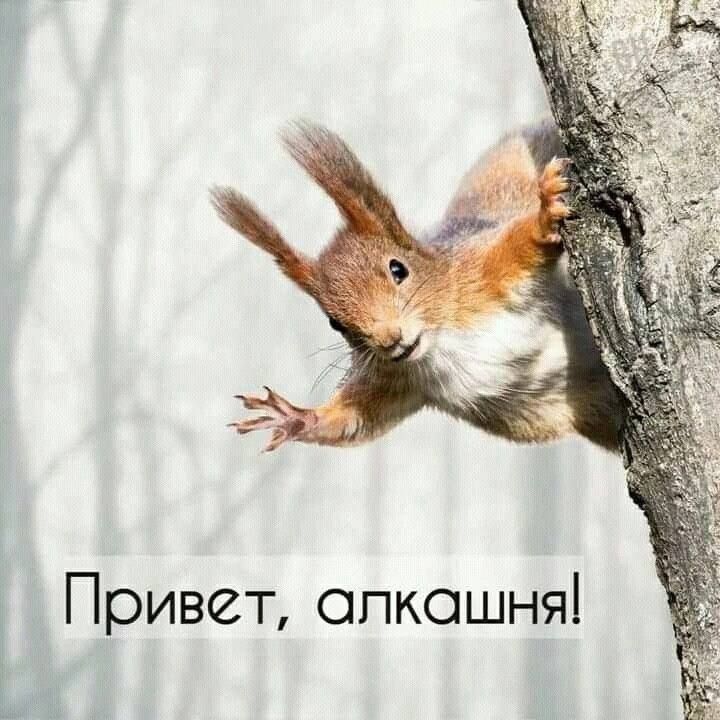 Привет, алкашня!