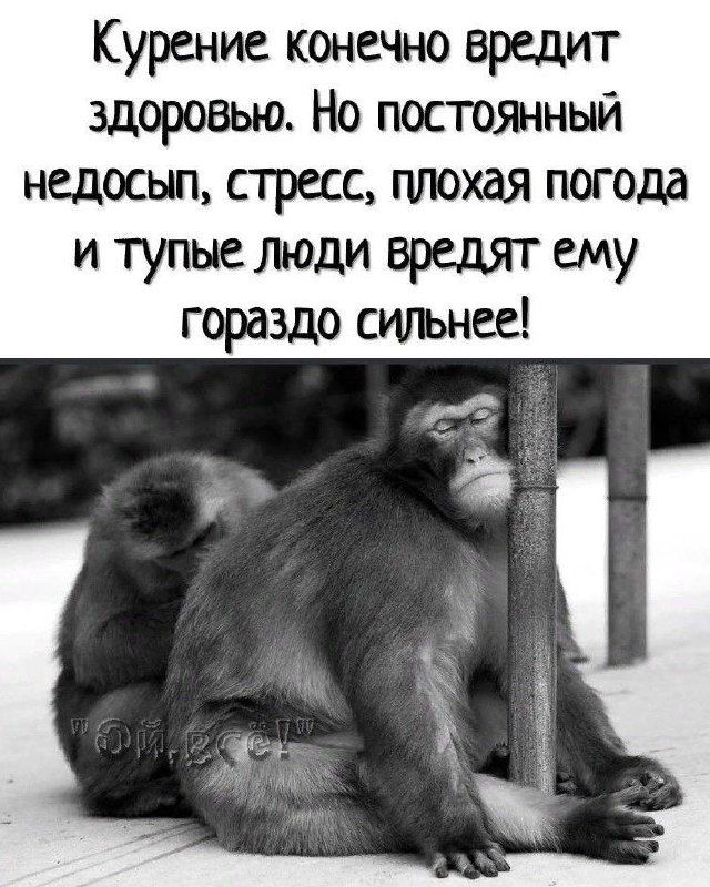 Курение конечно вредит здоровью. Но постоянный недосып, стресс, плохая погода и тупые люди вредят ему гораздо сильнее!