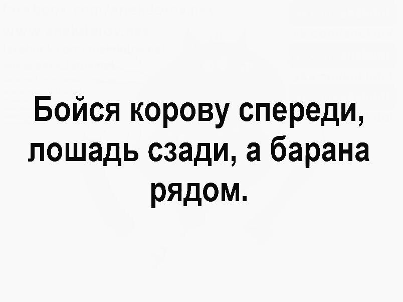Бойся корову спереди, лошадь сзади, а барана рядом.