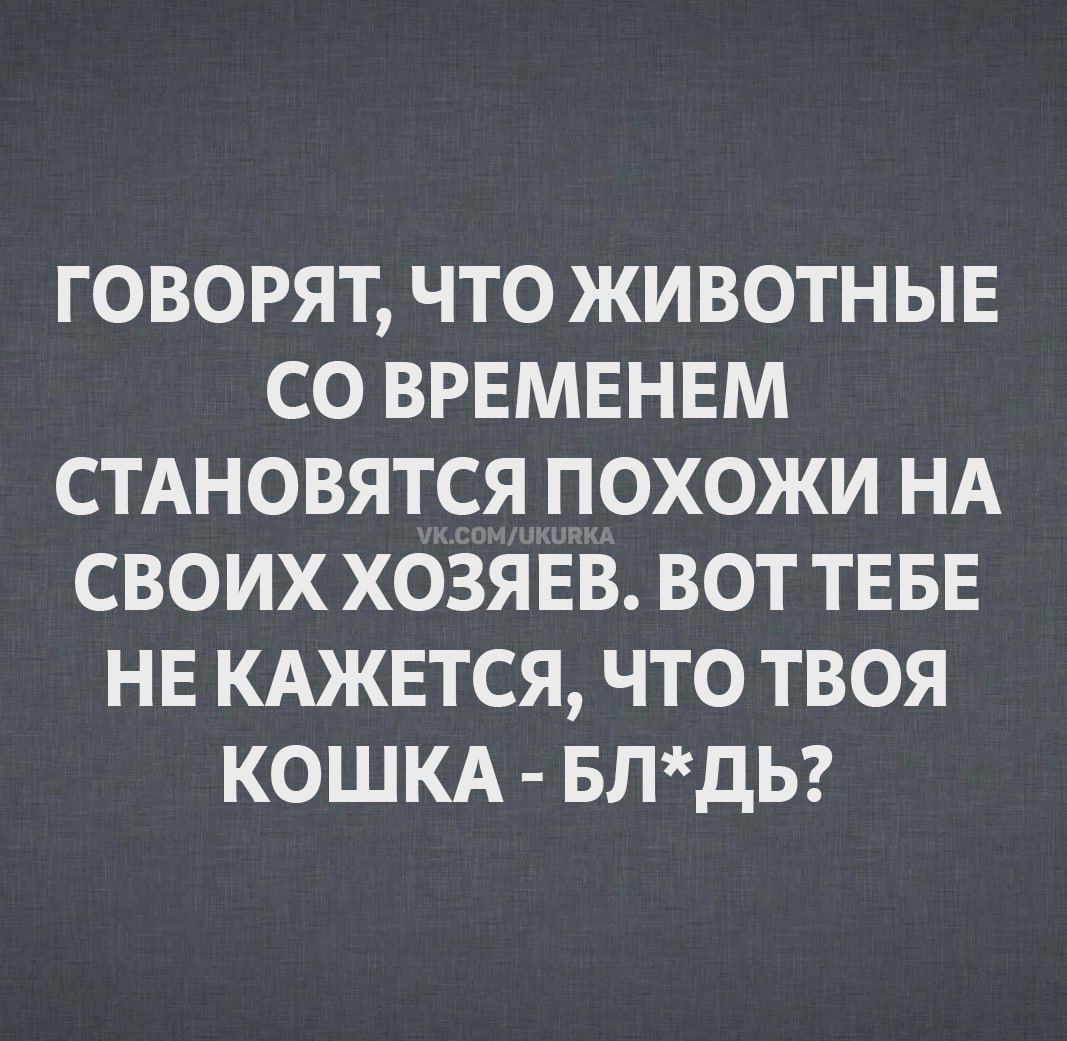 ГОВОРЯТ, ЧТО ЖИВОТНЫЕ СО ВРЕМЕНЕМ СТАНОВЯТЬСЯ ПОХОЖИ НА СВОИХ ХОЗЯЕВ. ВОТ ТЕБЕ НЕ КАЖЕТСЯ, ЧТО ТВОЯ КОШКА - БЛ*ДЬ?