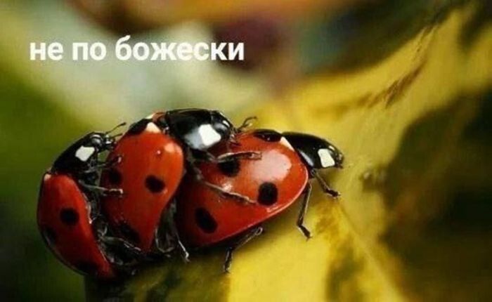 не по божески
