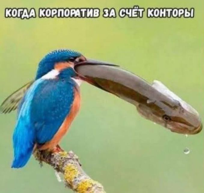 Когдa корпоратив за счёт конторы