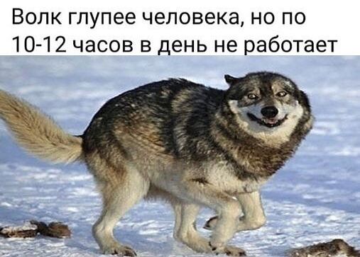 Волк глупее человека, но по 10-12 часов в день не работает