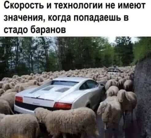 Скорость и технологии не имеют значения, когда попадаешь в стадо баранов