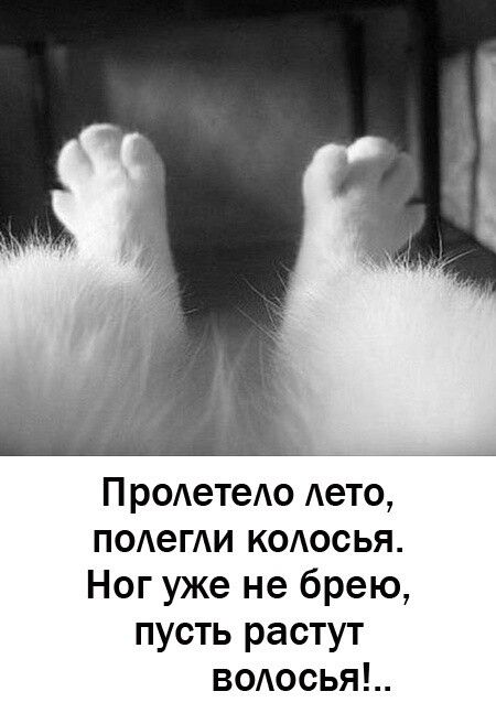 Пролетело лето, полегли колосья. Ног уже не брею, пусть растут волосы!..