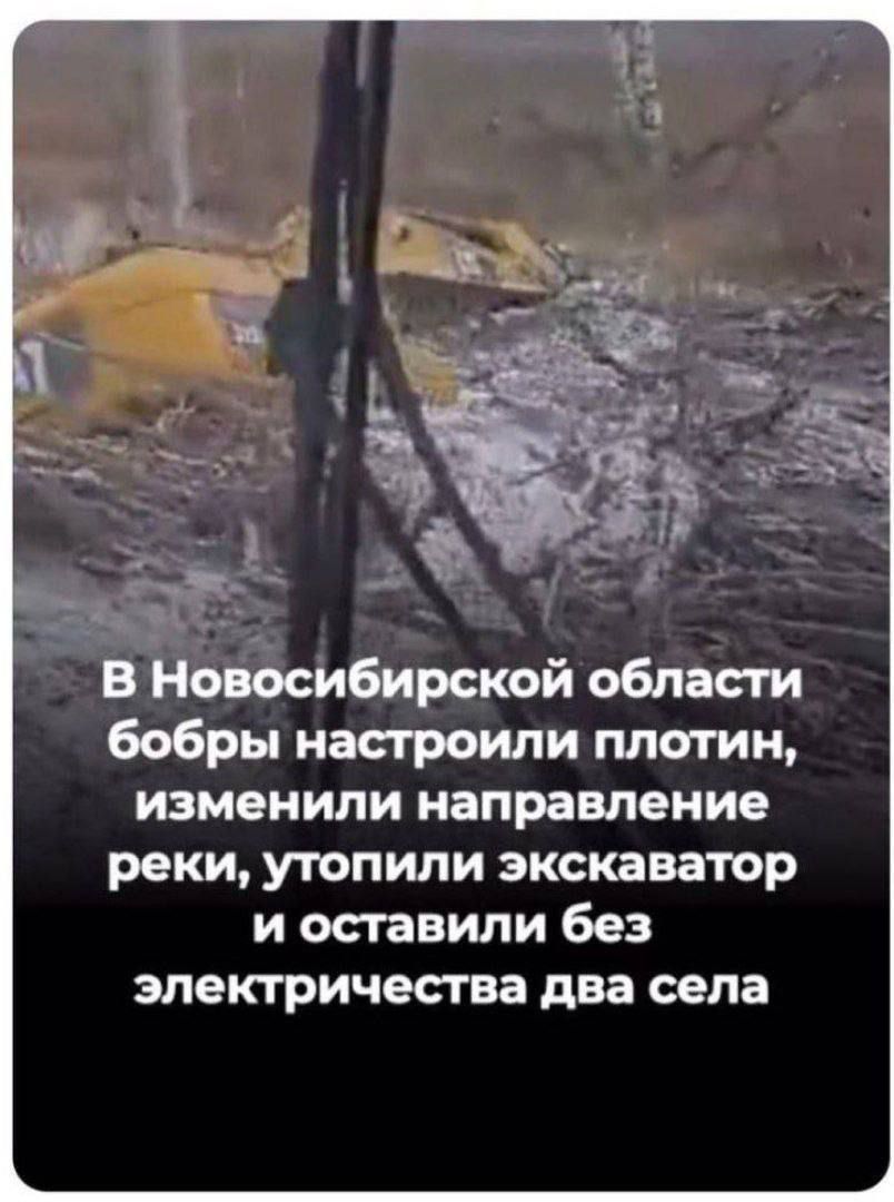 В Новосибирской области бобры настроили плотин, изменили направление реки, утопили экскаватор и оставили без электричества два села