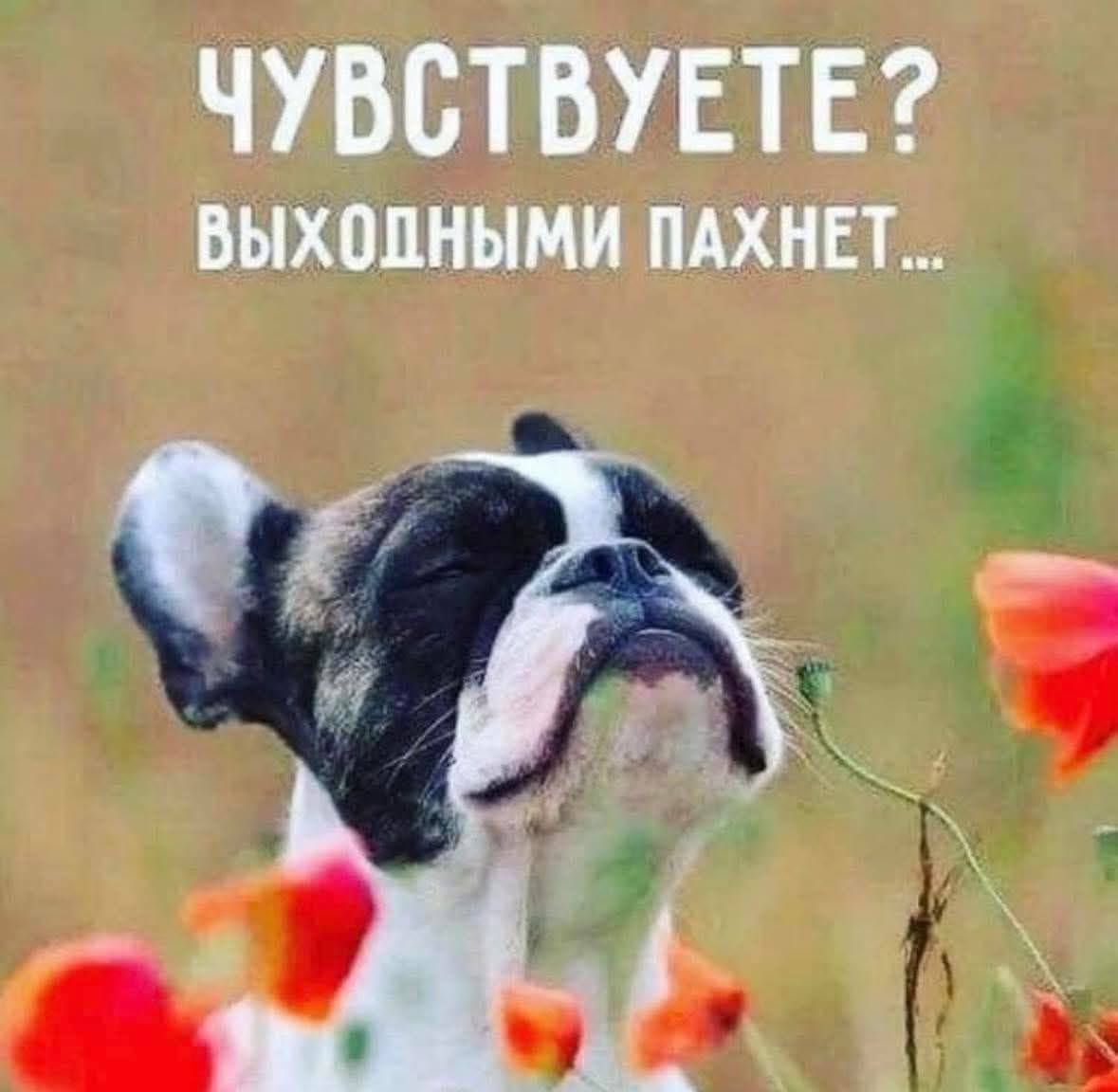ЧУВСТВУЕТЕ? ВЫХОДНЫМИ ПАХНЕТ...