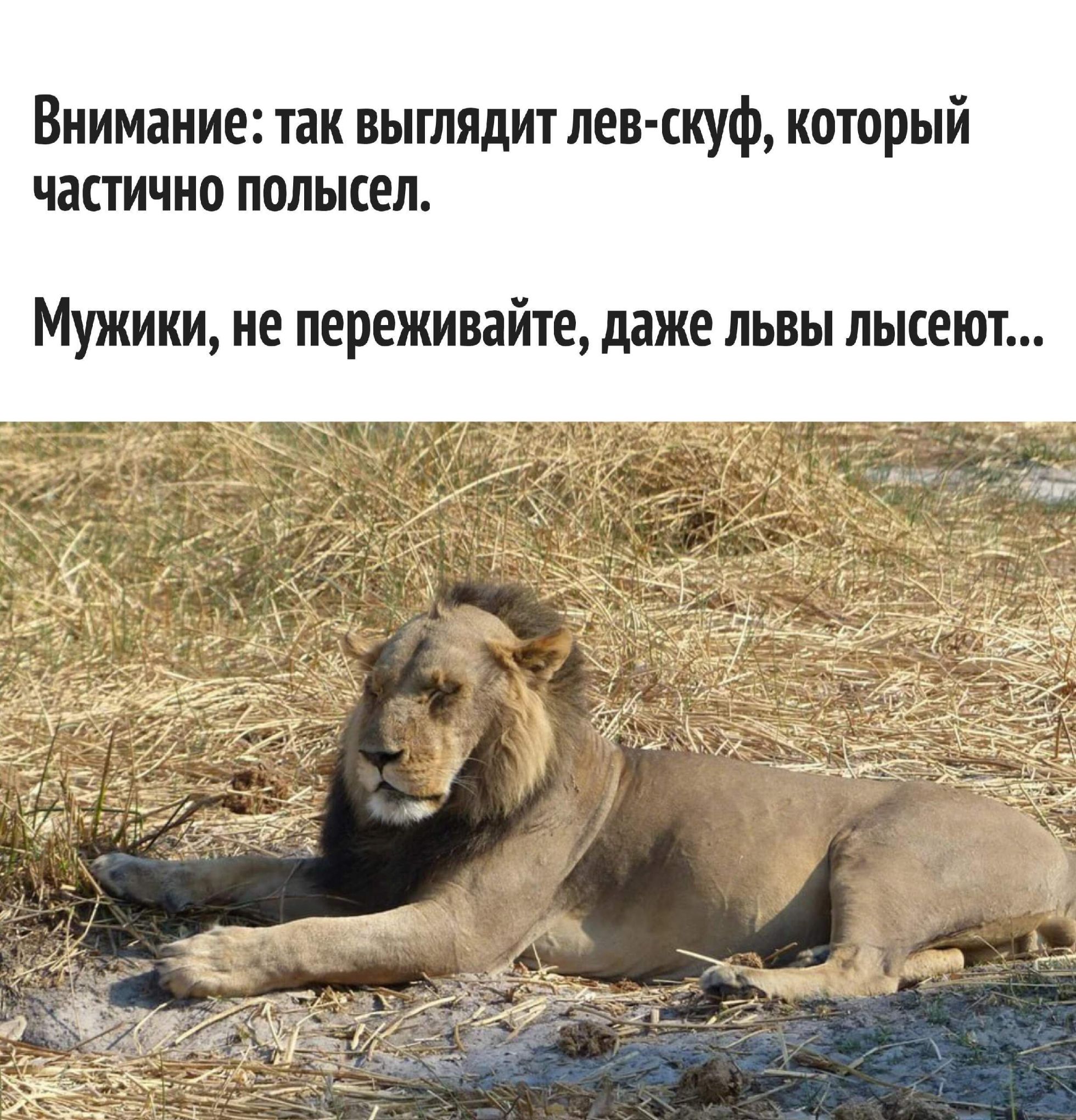 Внимание: так выглядит лев-скукф, который частично полысел. Мужики, не переживайте, даже львы лысеют...