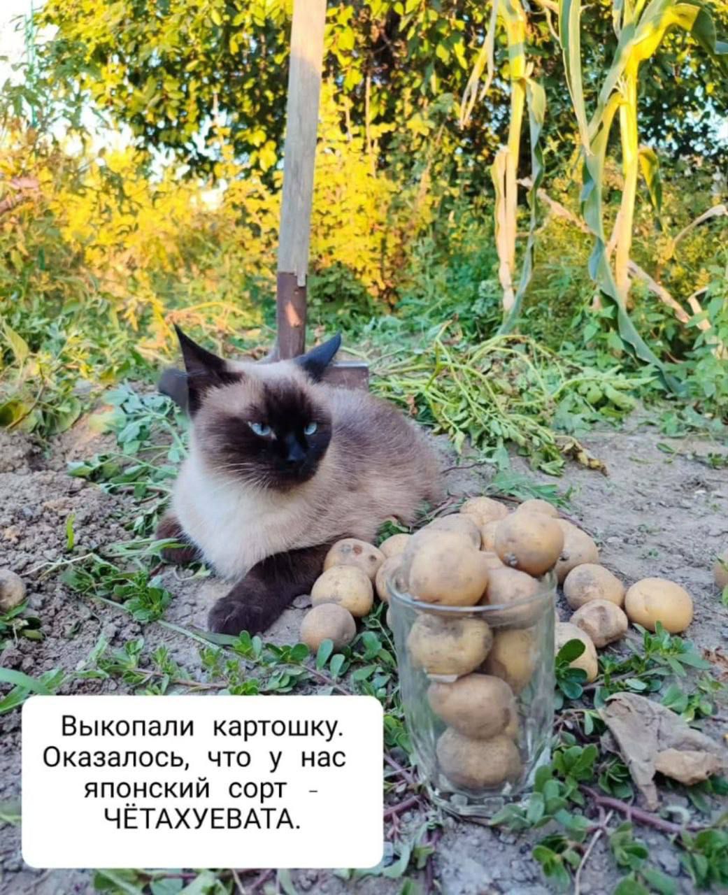 Выкопали картошку. Оказалось, что у нас японский сорт - ЧЕТАХУЕВАТА.