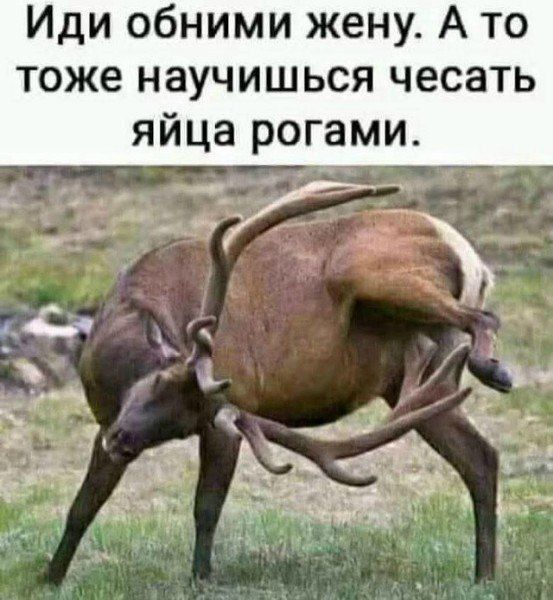 Иди обними жену. А то тоже научишься чесать яйца рогами.