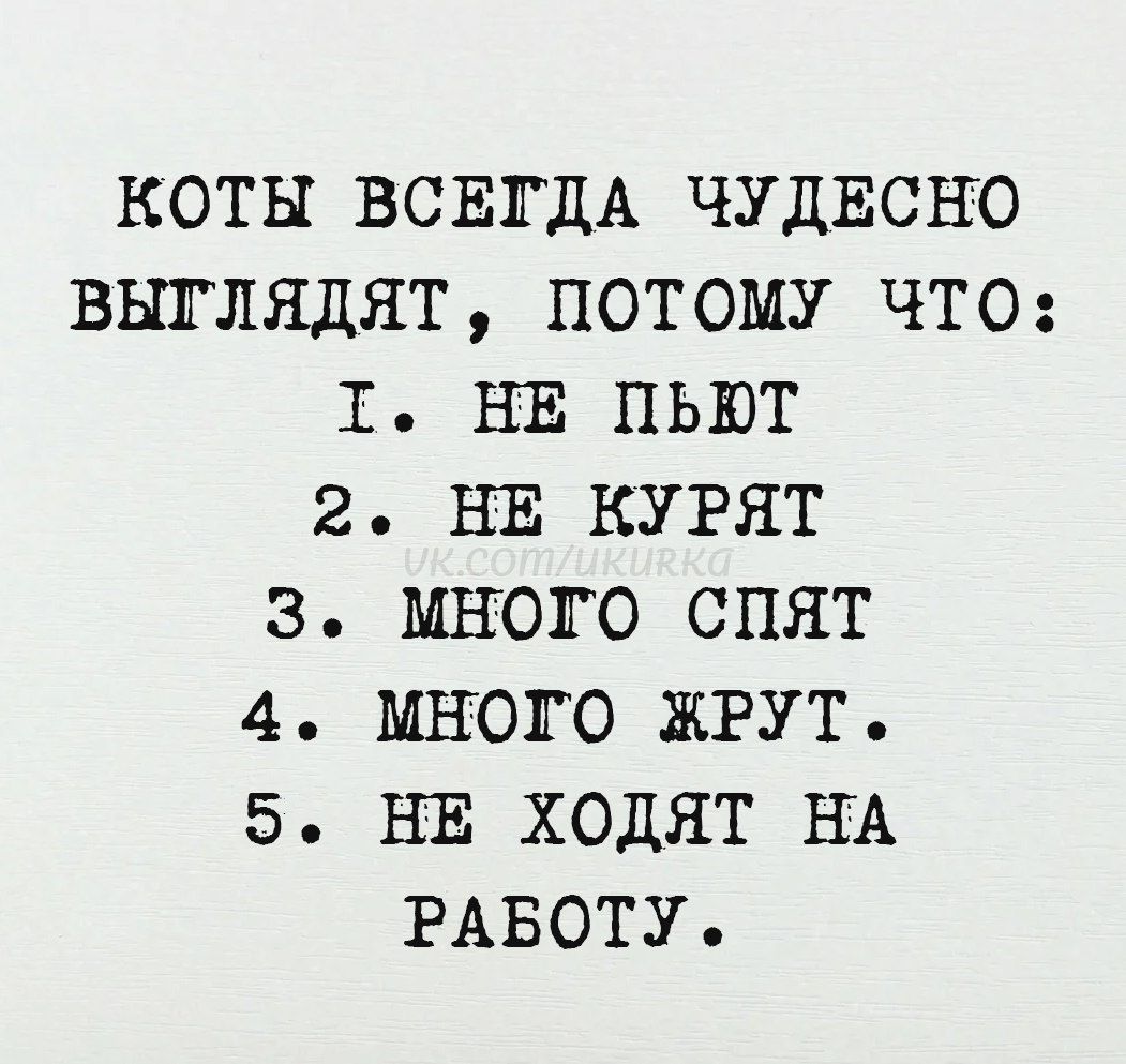 Коты всегда чудесно выглядят, потому что:
1. Не пьют
2. Не курят
3. Много спят
4. Много жрут.
5. Не ходят на работу.