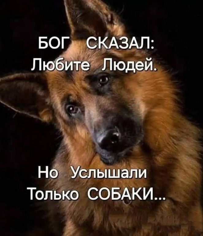 БОГ СКАЗАЛ: Любите Людей.
Но Улышали Только СОБАКИ...