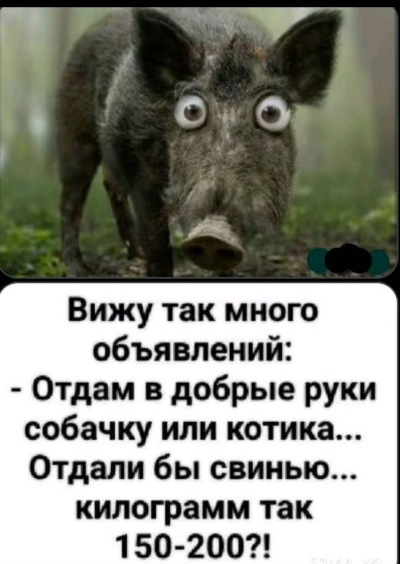 Вижу так много объявлений: - Отдам в добрые руки собачку или котика... Отдали бы свинью... килограмм так 150-200?!