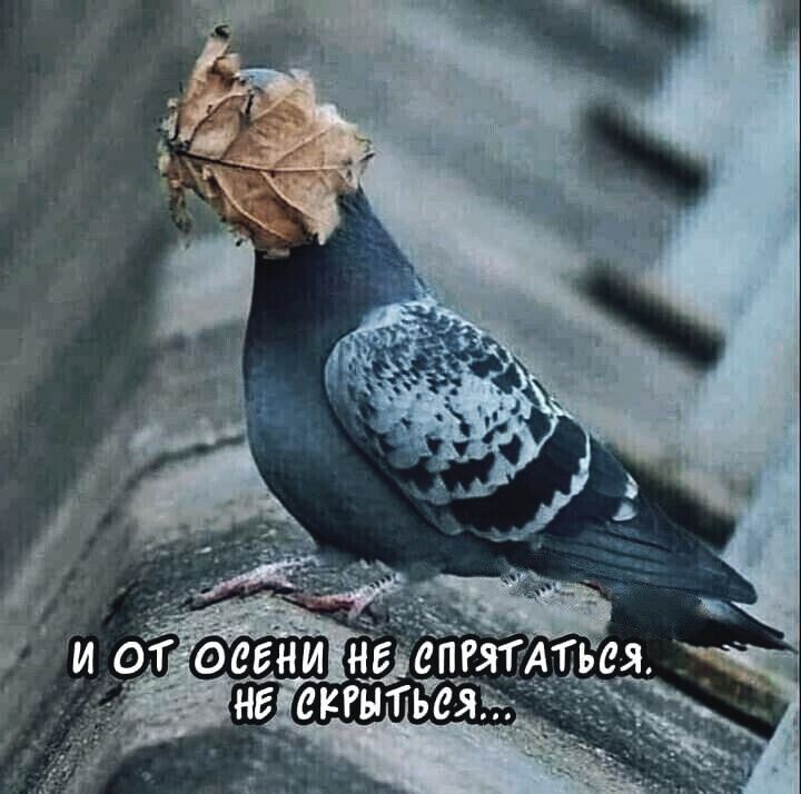 И от осени не спрятаться. Не скрыться...