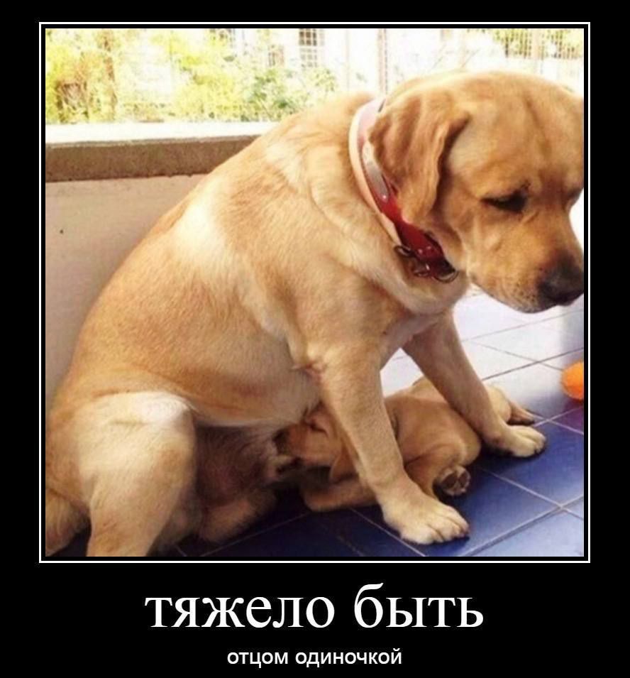 тяжело быть
отцом одиночкой