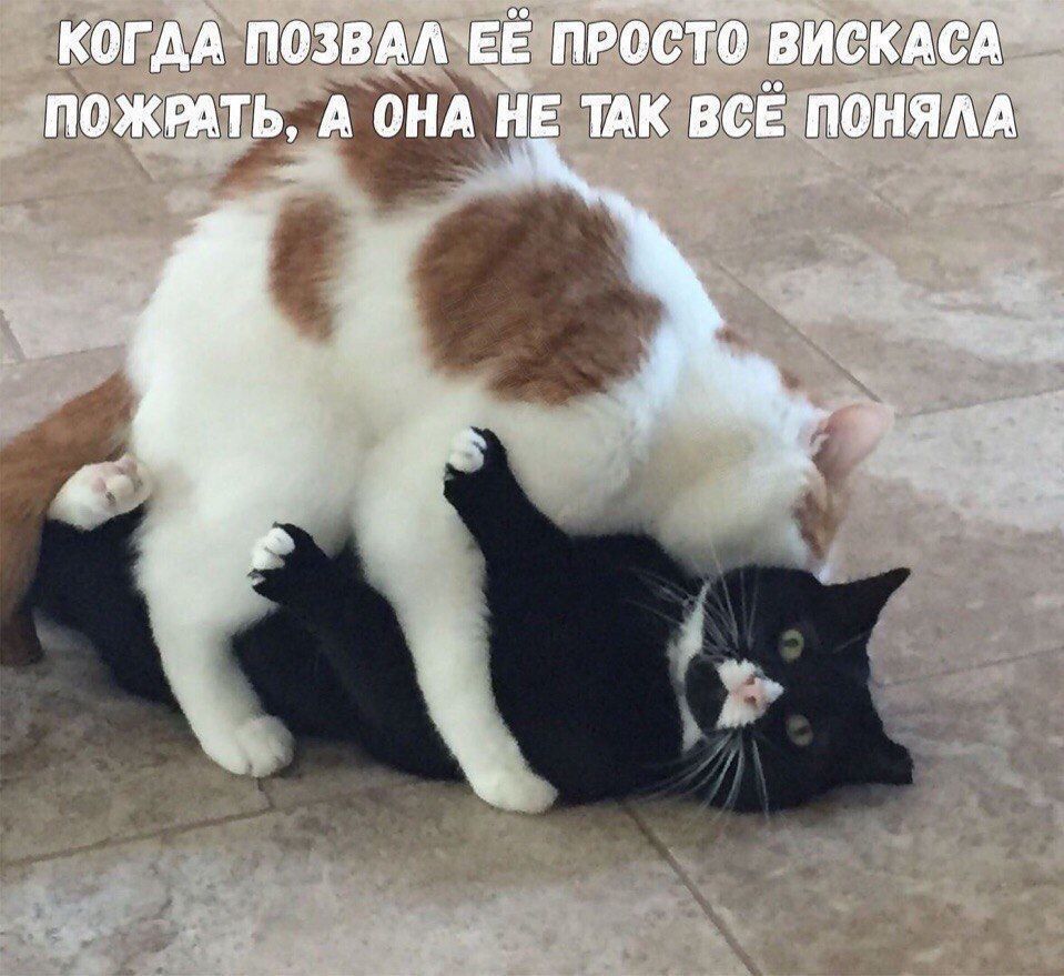 Когда позвал её просто вискаса пожрать, а она не так всё поняла