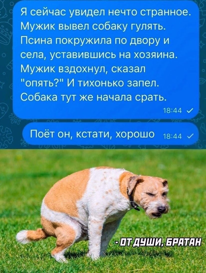 Я сейчас увидел нечто странное. Мужик вывел собаку гулять. Псина покружила по двору и села, уставшись на хозяина. Мужик вздохнул, сказал 'опять?' И тихонько запел. Собака тут же начала петь. Поёт он, кстати, хорошо. - От души, братан