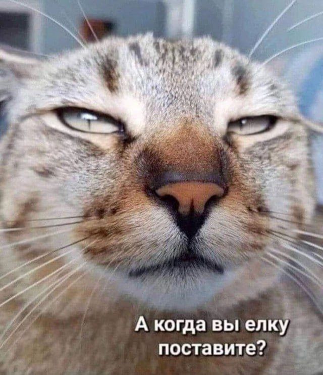 А когда вы елку поставите?