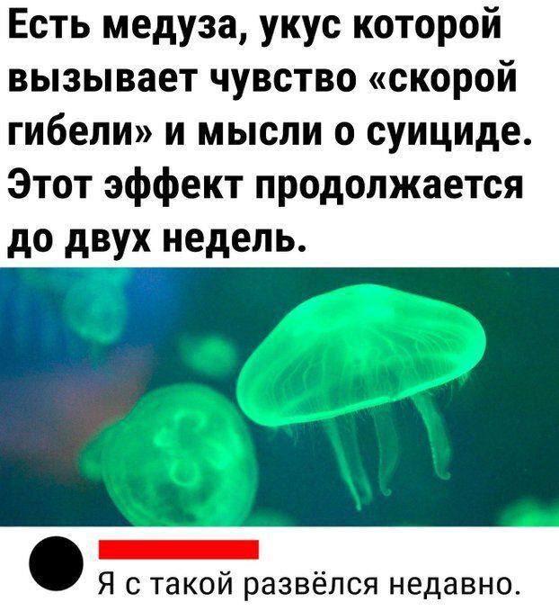 Есть медуза, укус которой вызывает чувство «скорой гибели» и мысли о суициде. Этот эффект продолжается до двух недель. Я с такой развёлся недавно.