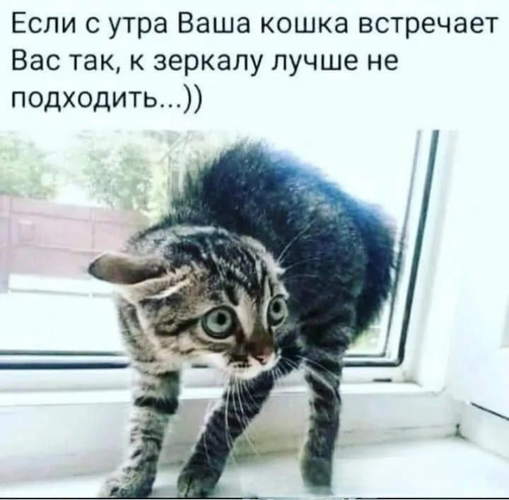 Если с утра Ваша кошка встречает Вас так, к зеркалу лучше не подходить...))