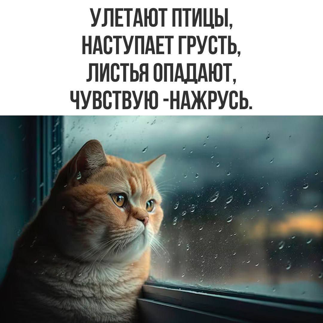 УЛЕТАЮТ ПТИЦЫ, НАСТУПАЕТ ГРУСТЬ, ЛИСТЬЯ ОПАДАЮТ, ЧУВСТВУЮ - НАЖРУЖУСЬ.