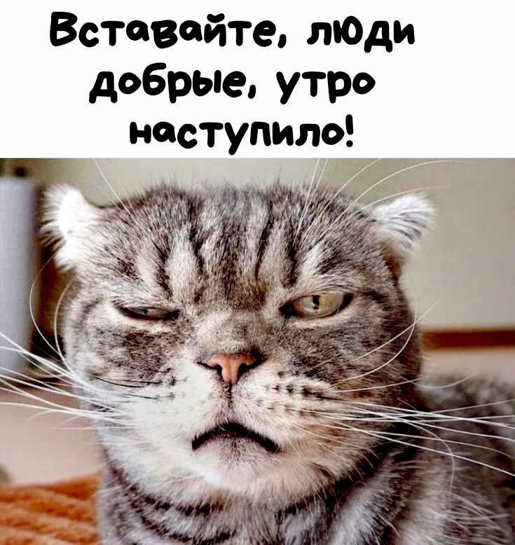 Вставляйте, люди добрые, утро наступило!