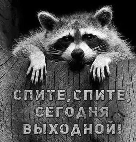 СПИТЕ, СПИТЕ, СЕГОДНЯ ВЫХОДНОЙ!