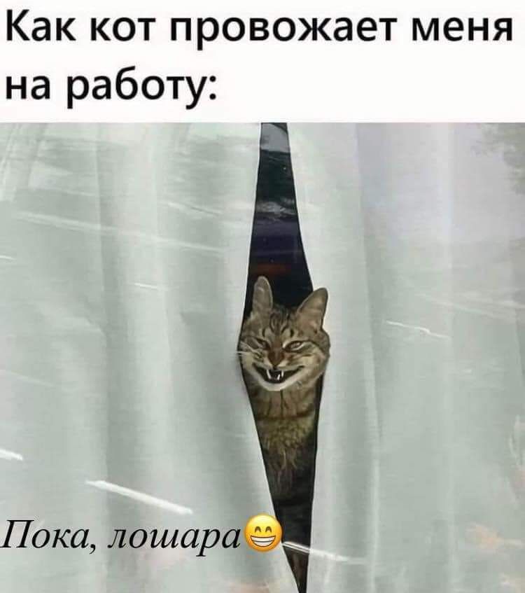 Как кот провожает меня на работу:
Пока, лошара
