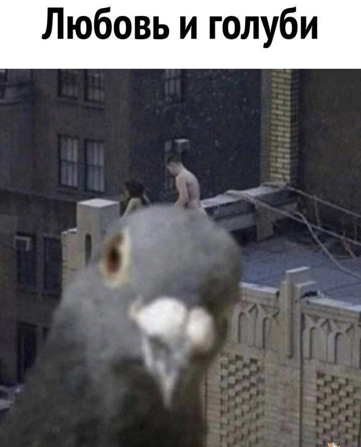 Любовь и голуби