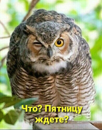 Что? Пятницу ждете?