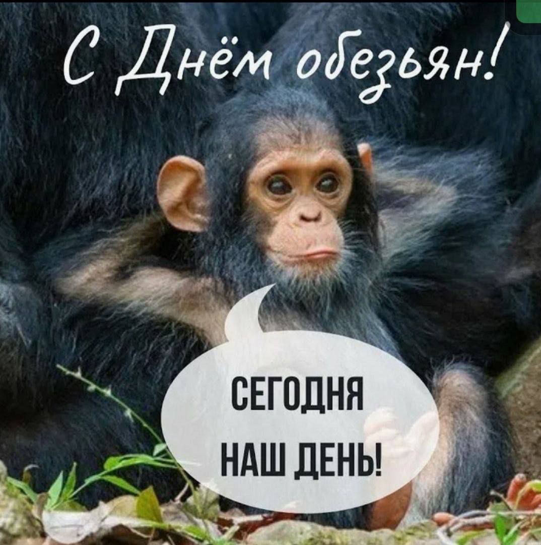 С Днём обезьян! Сегодня наш день!